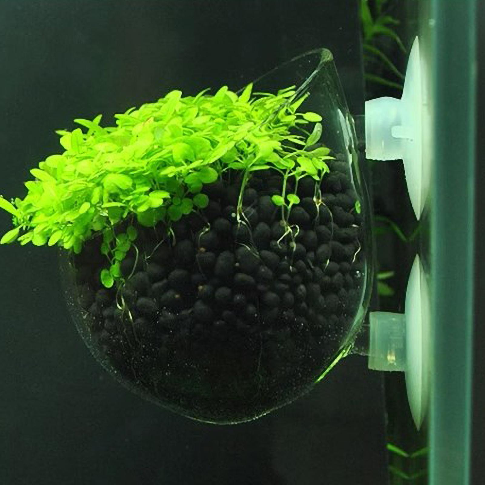 Live Plant Aquarium - Akvaryum Bitki Tutucu Cam Su Bitkisi