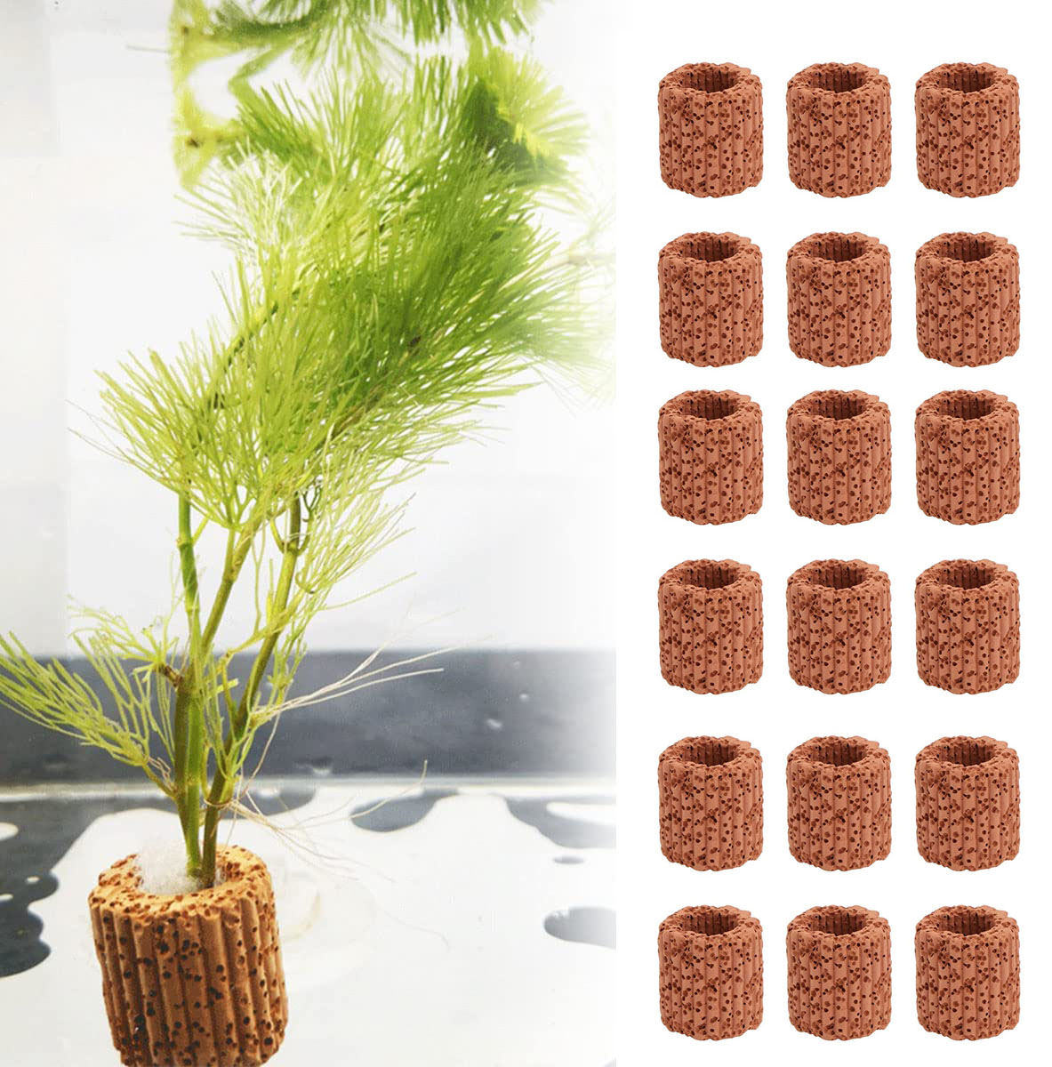 10/20 adet sucul su tesisi sab - Aquarium Plants Live incelemesi ve fiyatı
