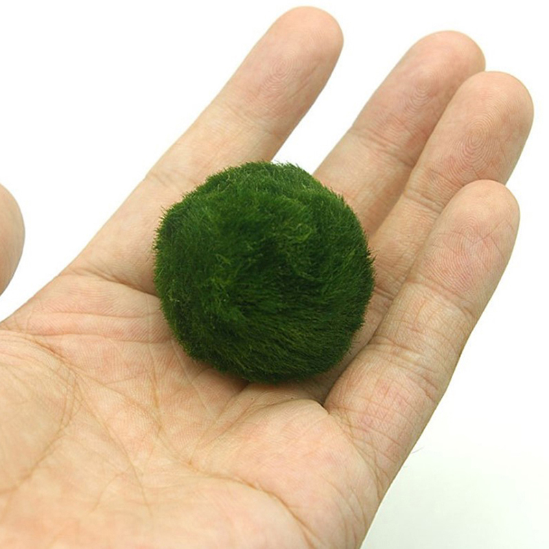 Marimo Yosun Topları Canlı Akv - Live Plant Aquarium incelemesi ve fiyatı