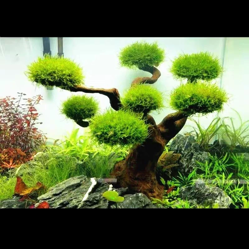 Akvaryum Driftwood Peyzaj Deko - Aquarium Driftwood incelemesi ve fiyatı